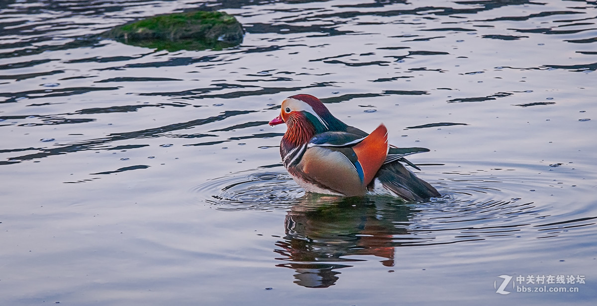 冬日里的海边——鸳鸯