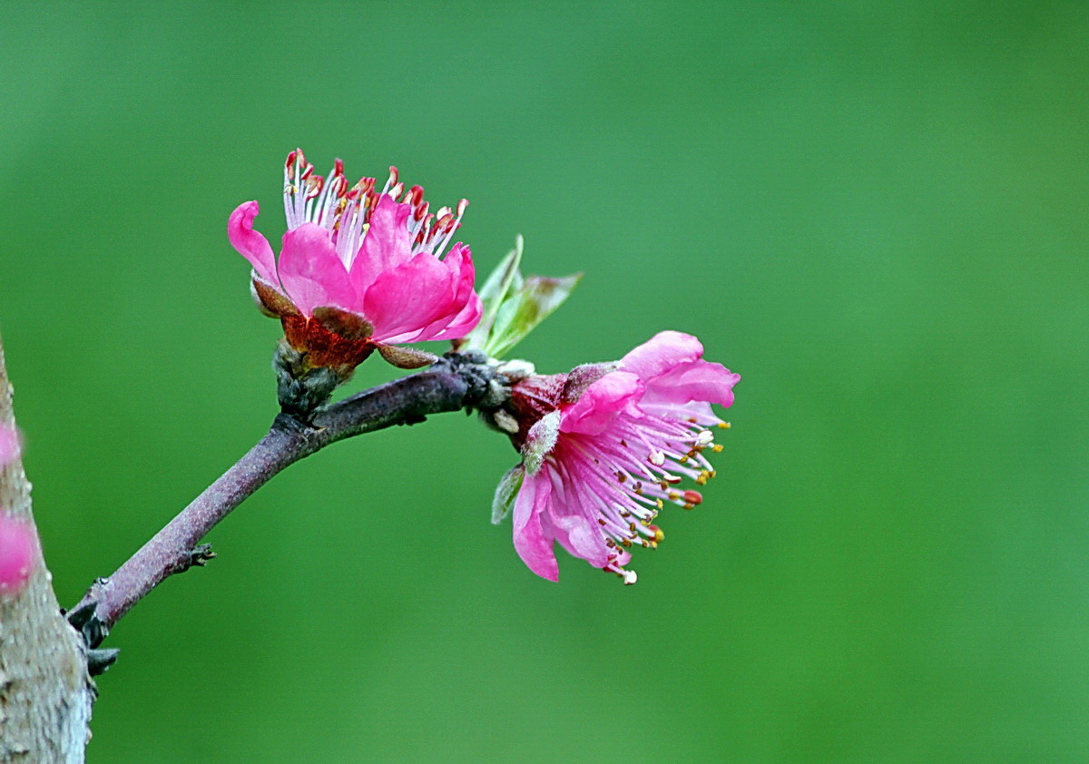 桃花初开-中关村在线摄影论坛