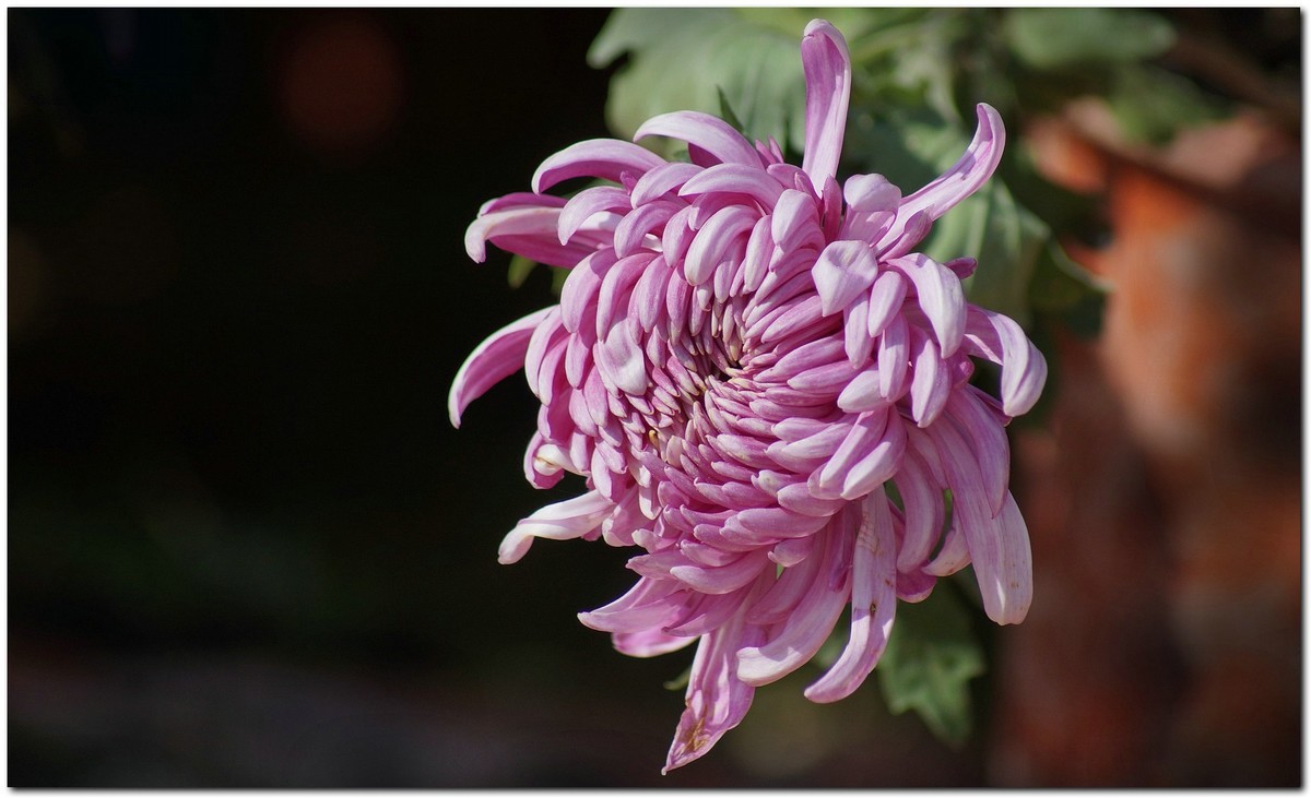 〖 金 秋 菊 花 艳 〗三
