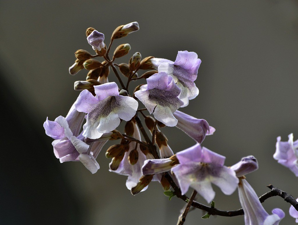 泡桐樹花