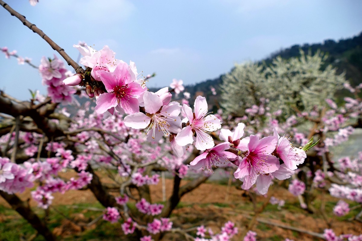 三  月  桃  花