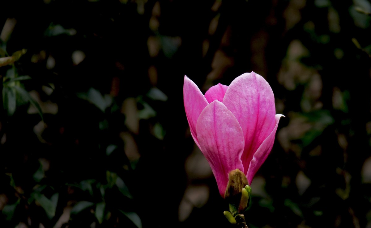 大美云南------ 丽 江： 束 河 古 镇