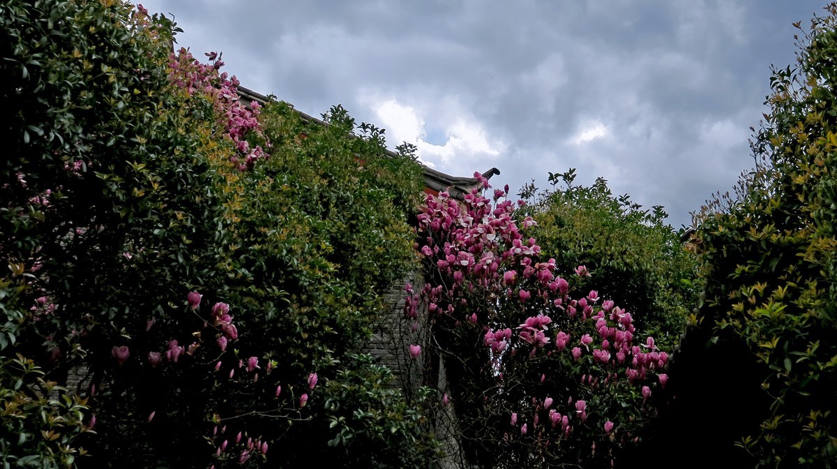 大美云南------ 丽 江： 束 河 古 镇