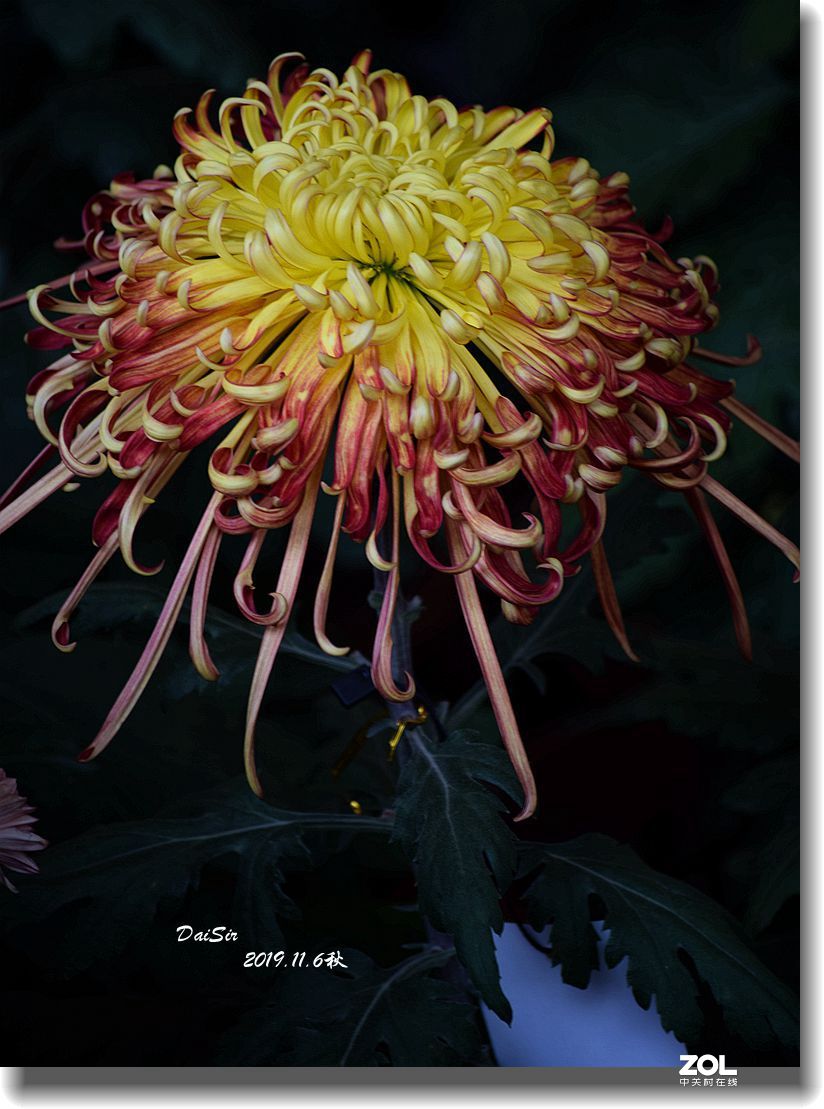 菊花帖  续七