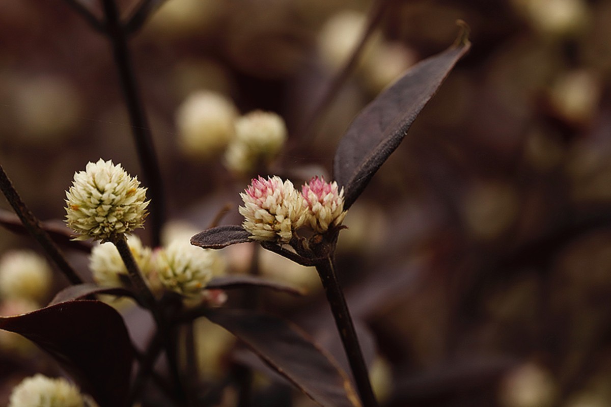 生态微距红叶莲子草