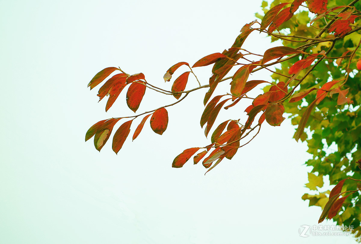 火红的事业（柿叶）