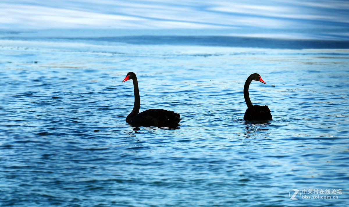 颐和园团城湖的黑天鹅