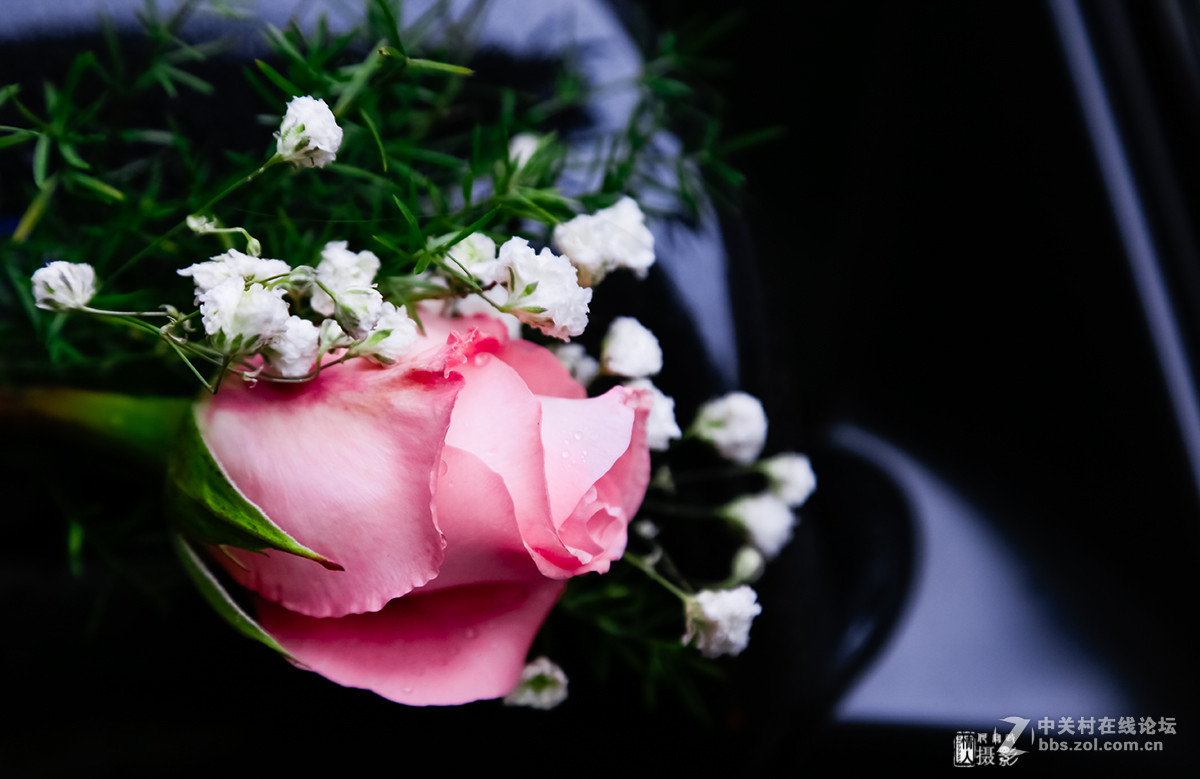 新年第一帖--花之语