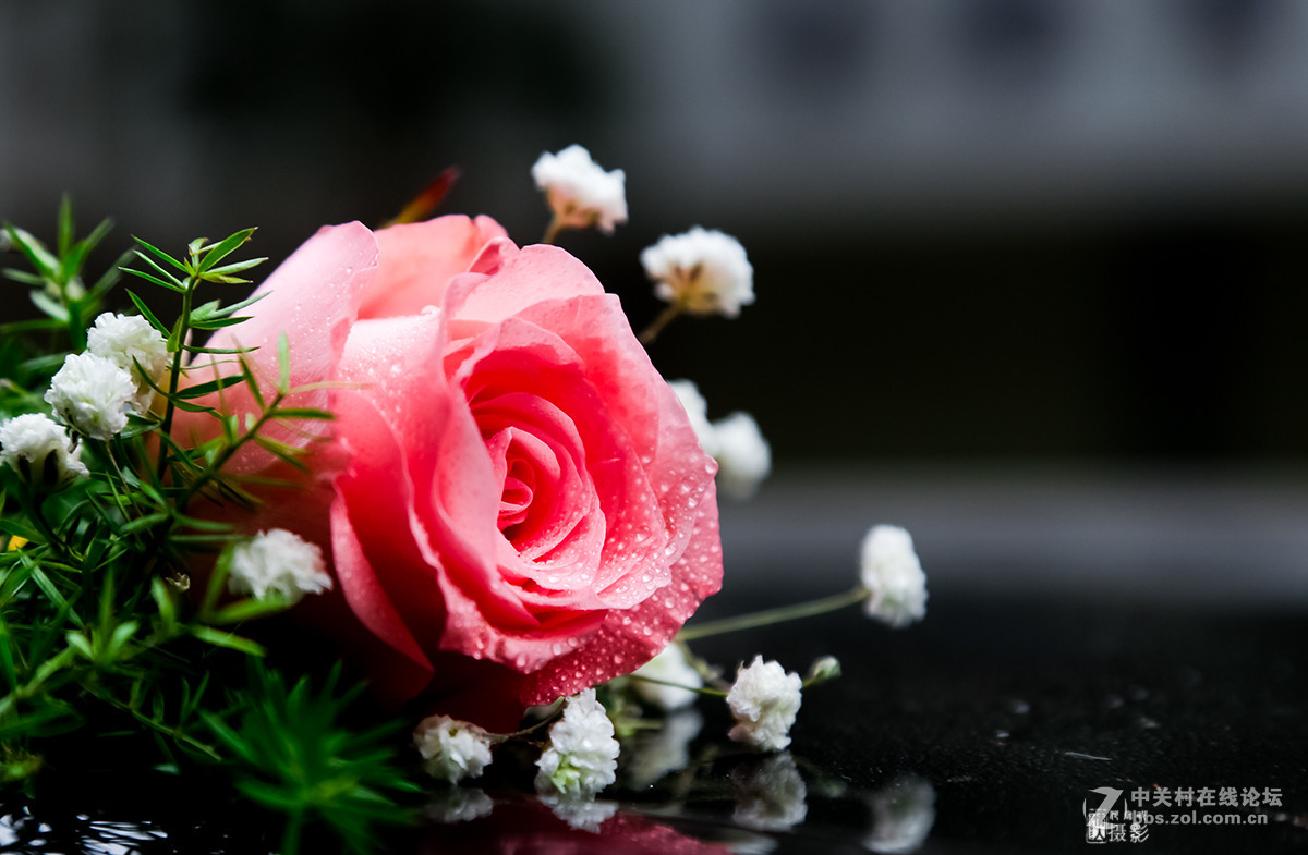 新年第一帖--花之语