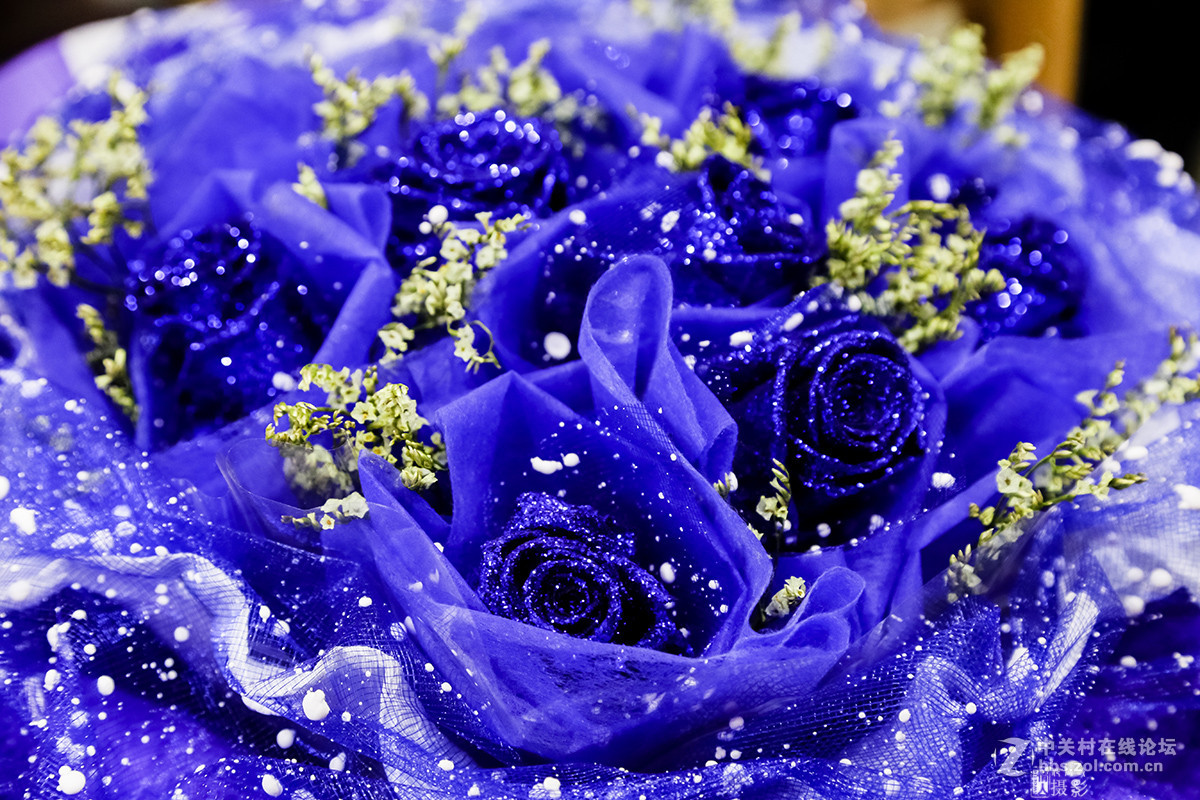 新年第一帖--花之语