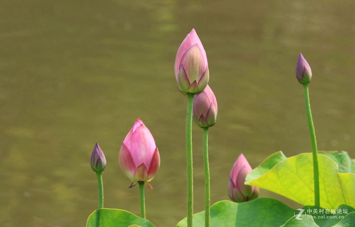 禅堂寺前拍早荷