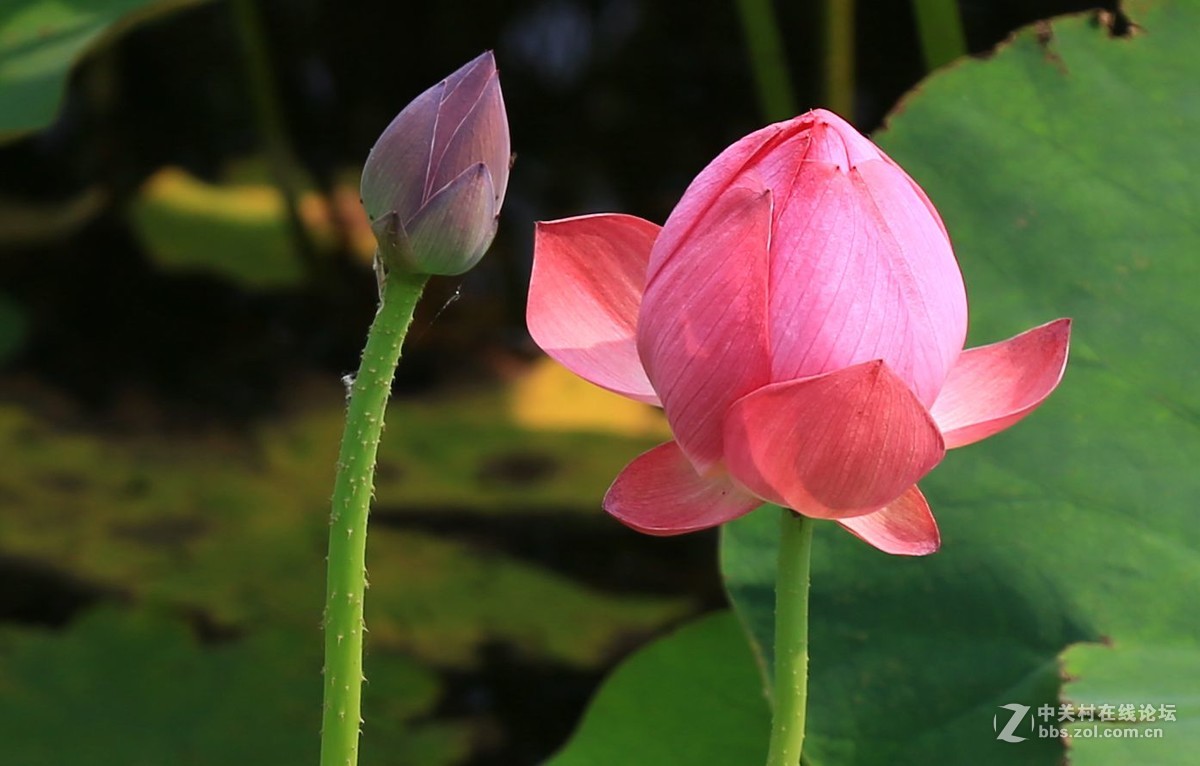 禅堂寺前拍早荷