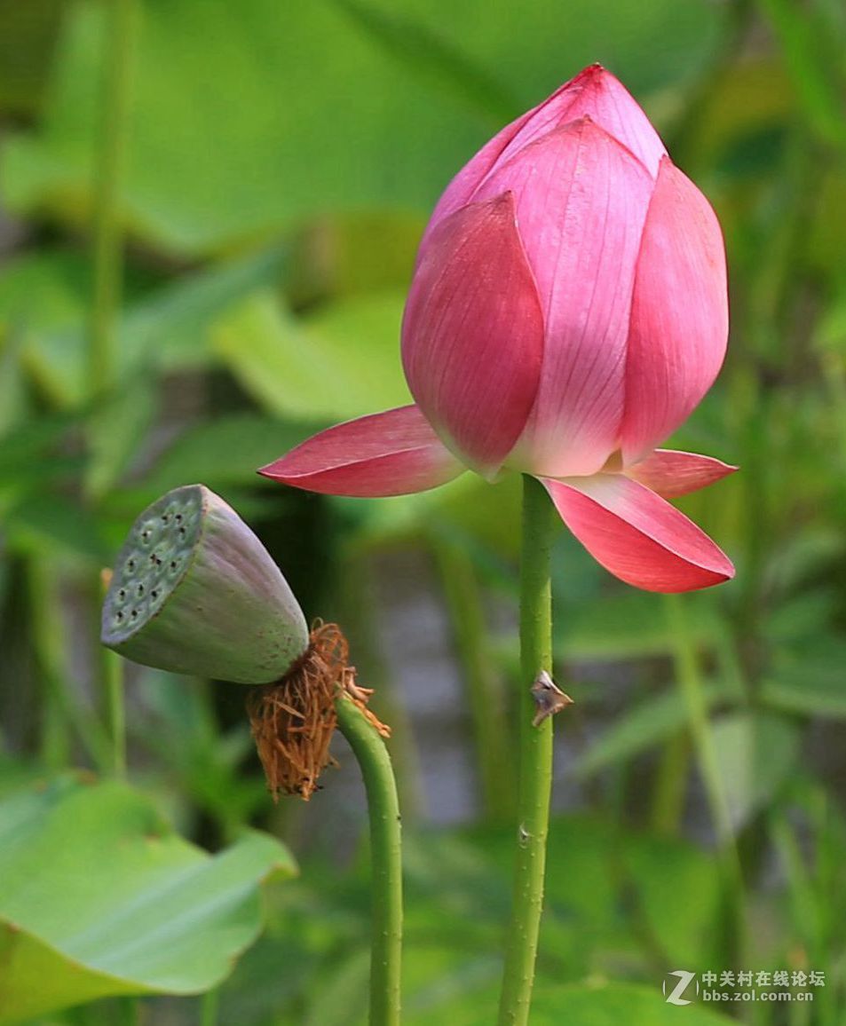 禅堂寺前拍早荷
