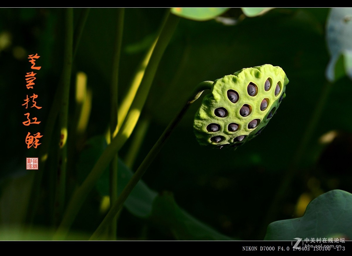 青荷盖绿水，芙蓉披红鲜