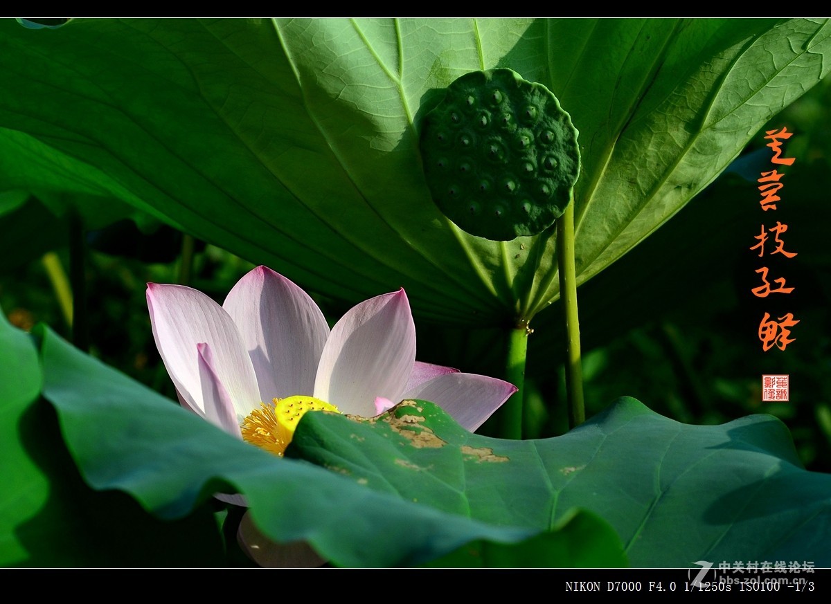 青荷盖绿水，芙蓉披红鲜