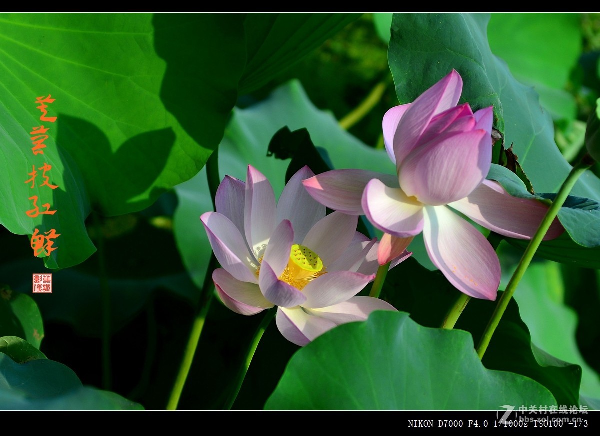青荷盖绿水，芙蓉披红鲜