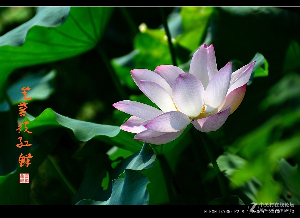 青荷盖绿水，芙蓉披红鲜
