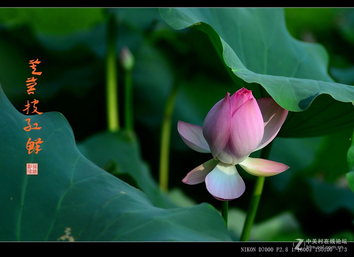 青荷盖绿水，芙蓉披红鲜