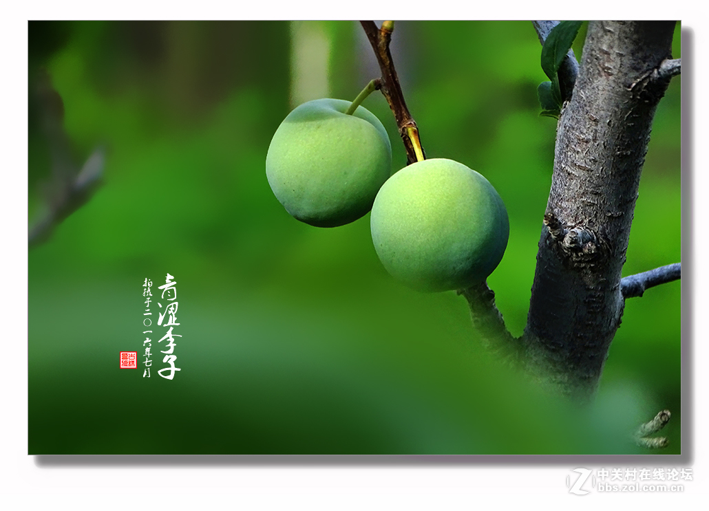 【 青涩李子 】
