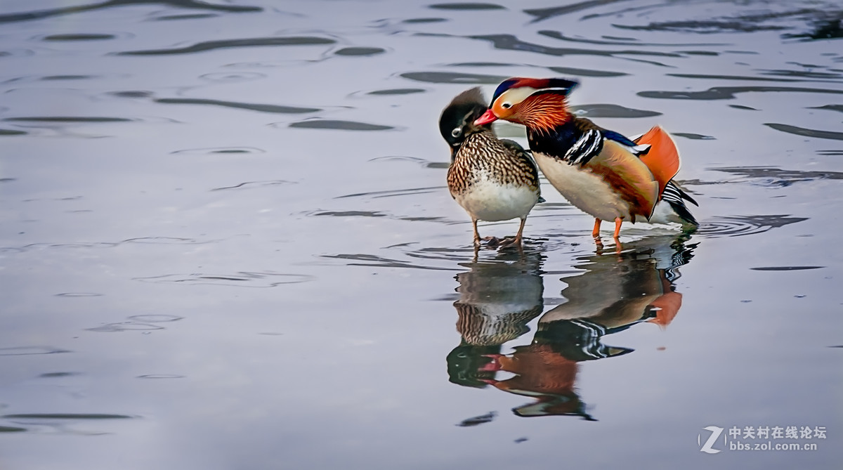 冬日里的海边——鸳鸯