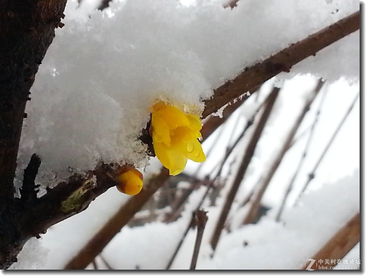 春雪