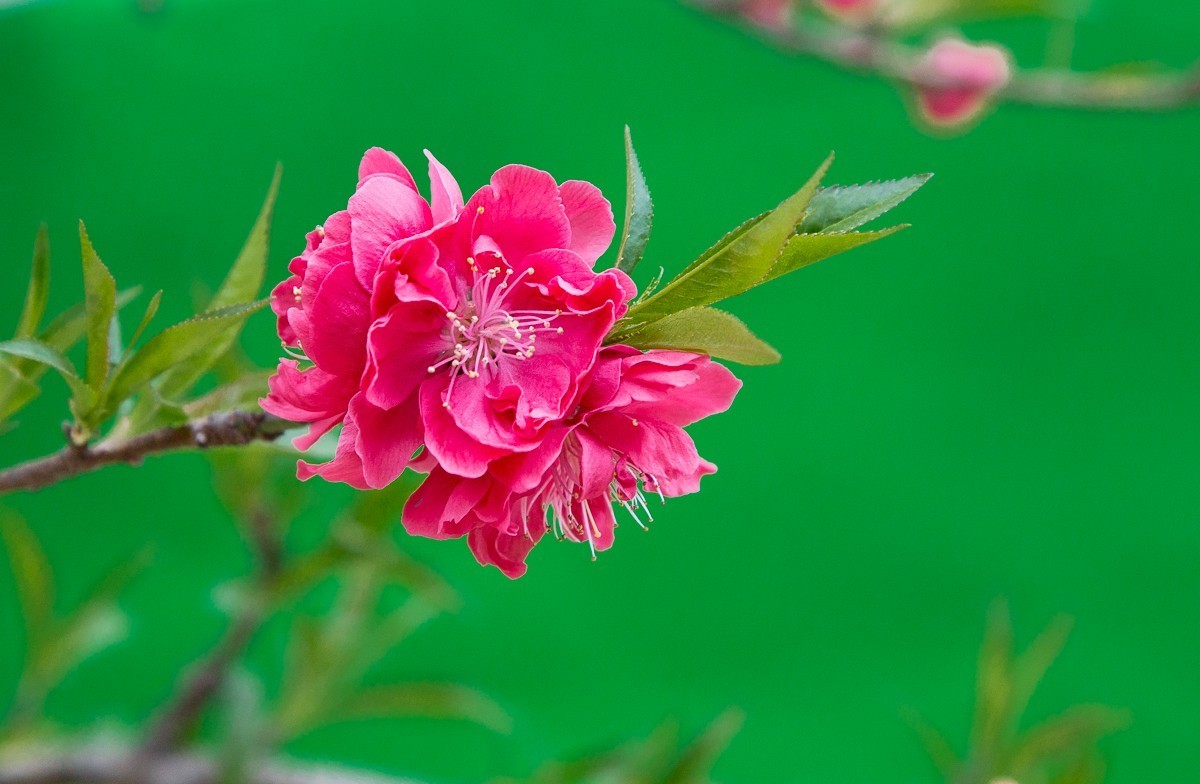 20180103盛开的红梅花