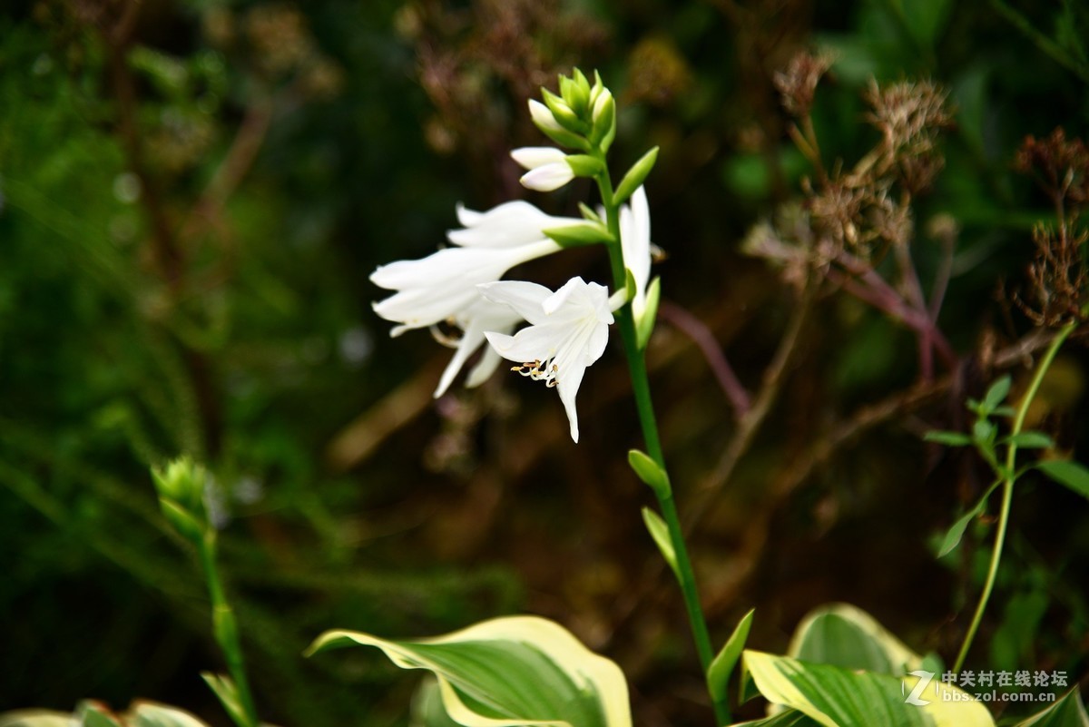 顺义鹿鸣公园 1