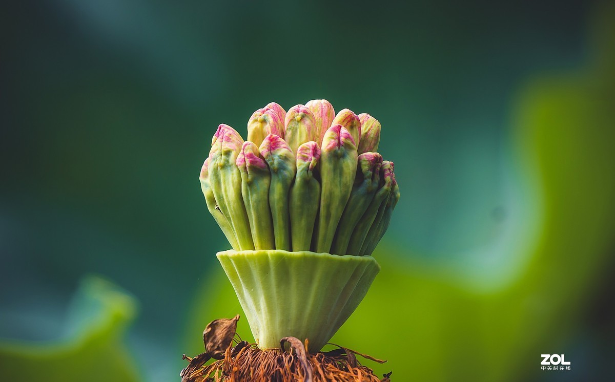 朝花夕拾—白莲花