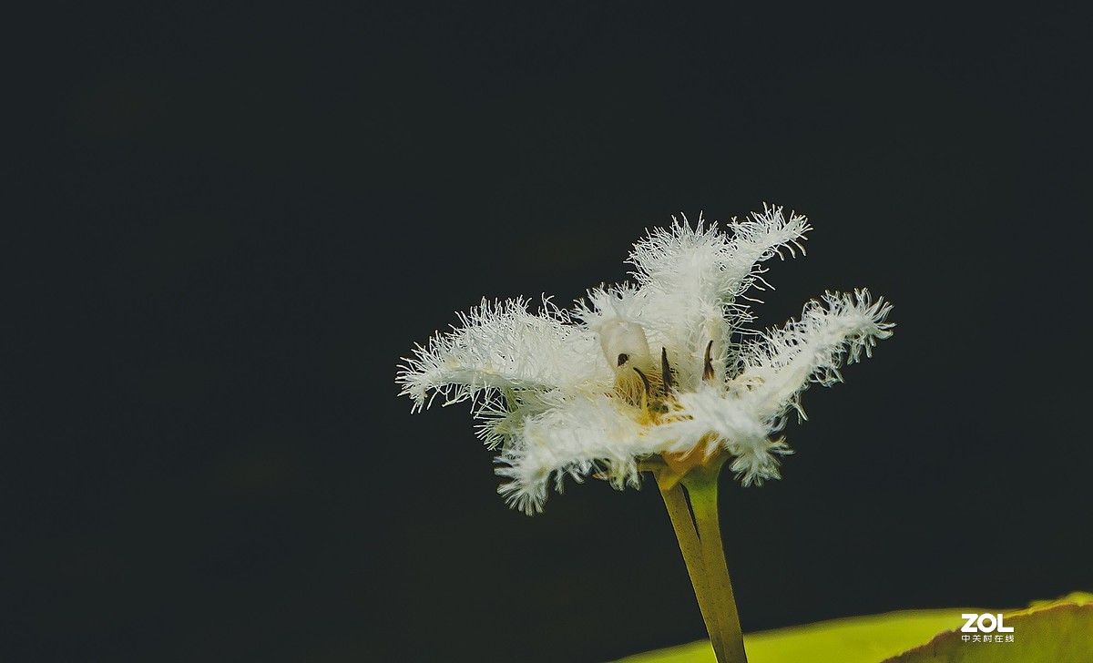 朝花夕拾—白莲花
