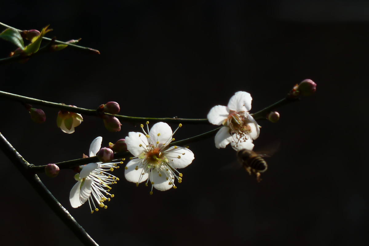 蝶恋花