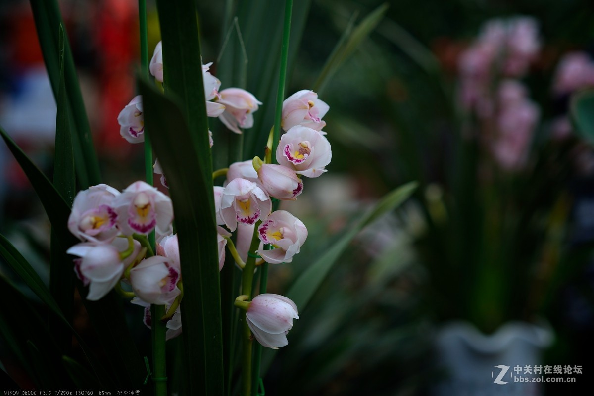 那些花儿（旭中冰雪）