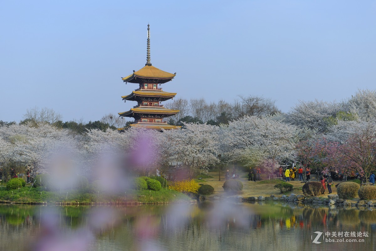 樱花灿烂之五【再拍东湖樱花园】