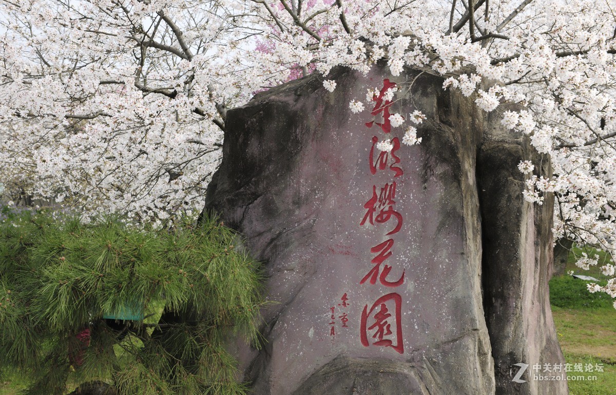 樱花灿烂之五【再拍东湖樱花园】