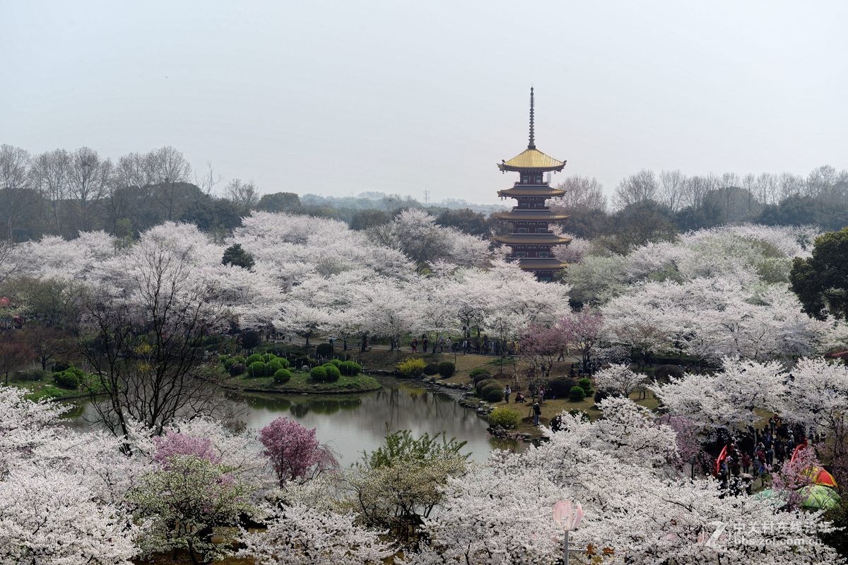 樱花灿烂之五【再拍东湖樱花园】