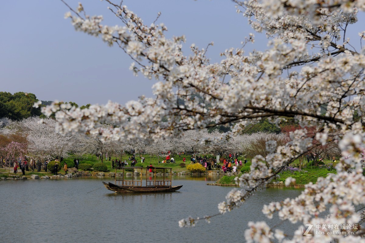 樱花灿烂之五【再拍东湖樱花园】