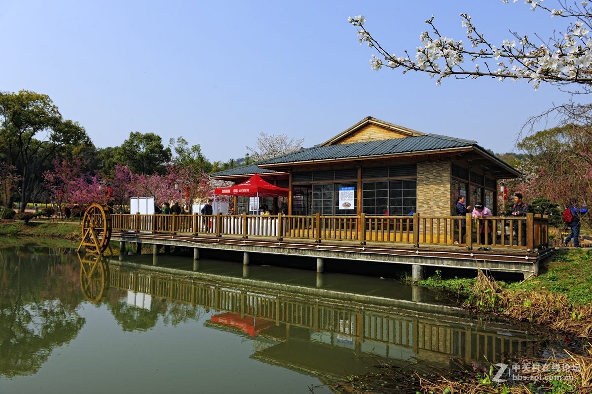 樱花灿烂之五【再拍东湖樱花园】