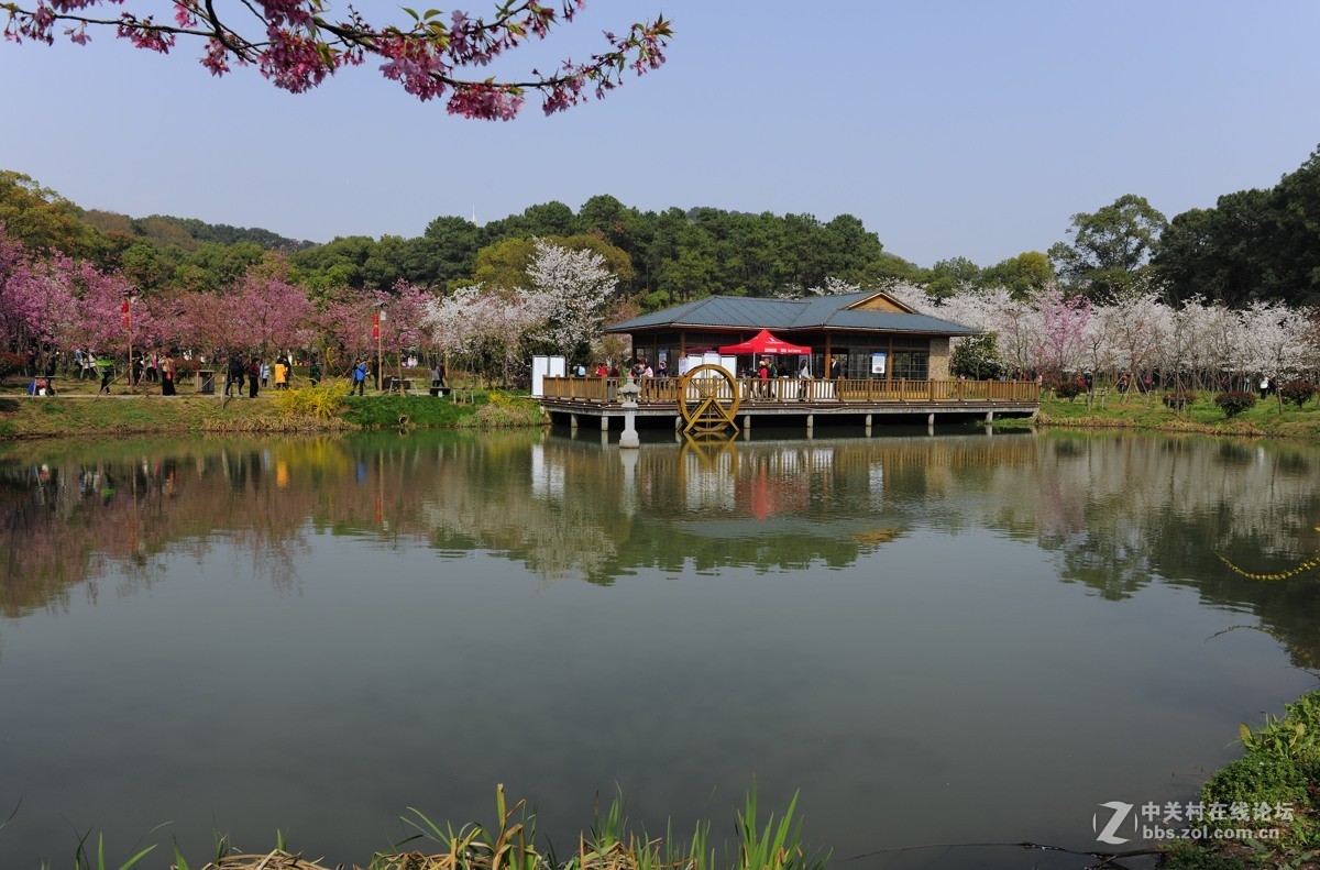 樱花灿烂之五【再拍东湖樱花园】