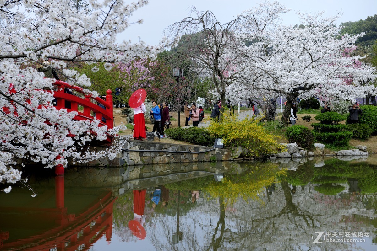 樱花灿烂之五【再拍东湖樱花园】