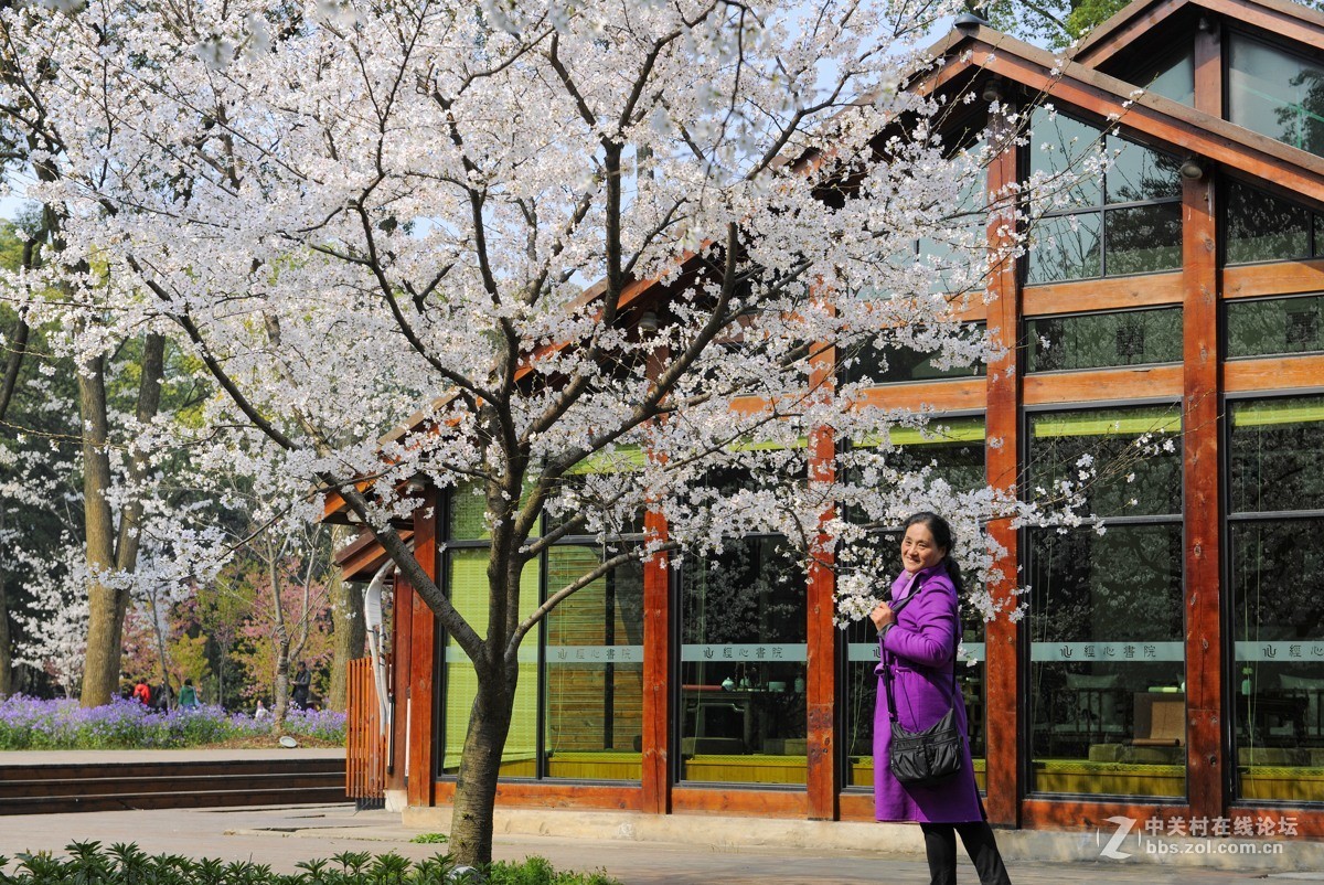 樱花灿烂之五【再拍东湖樱花园】