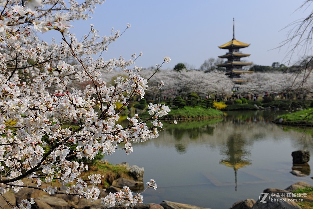 樱花灿烂之五【再拍东湖樱花园】