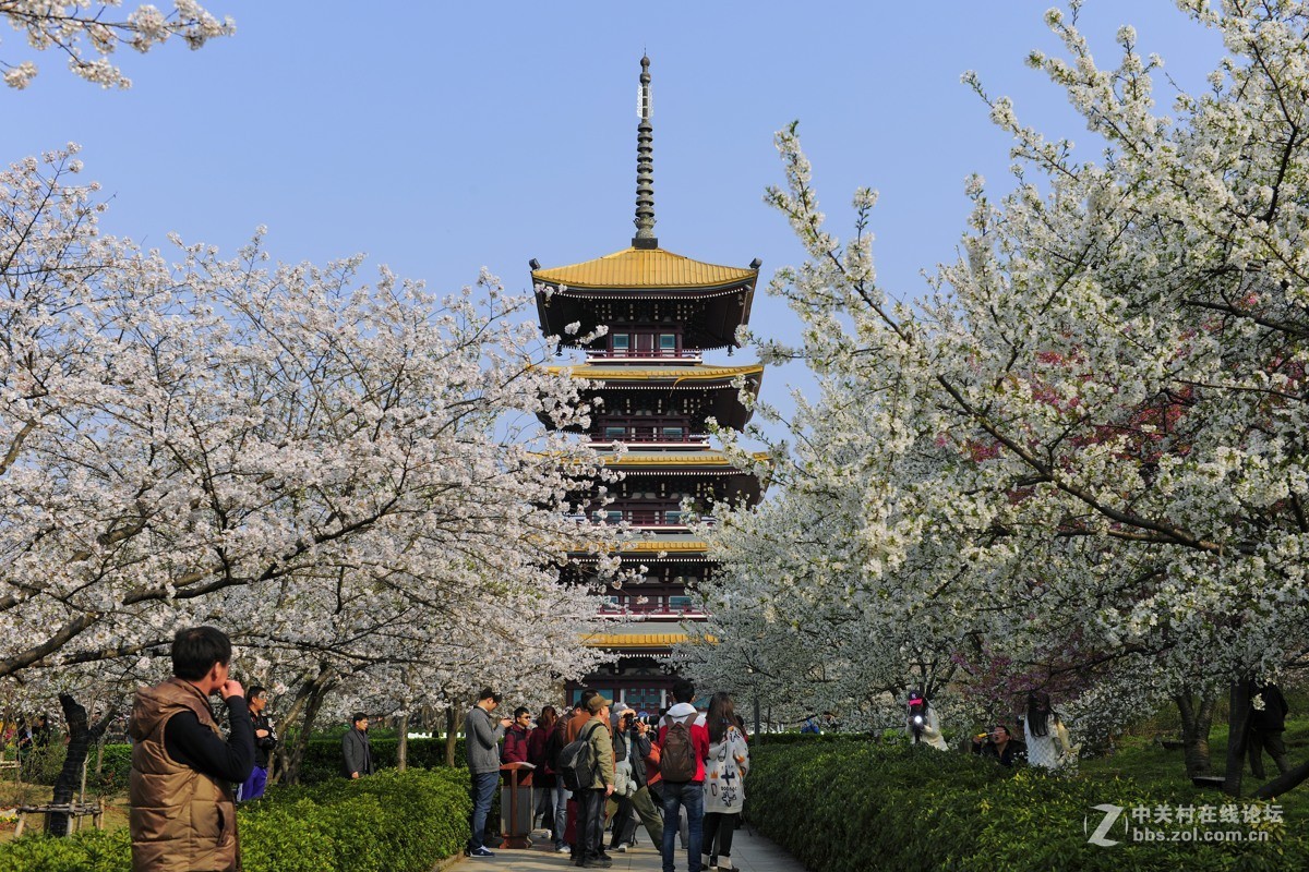 樱花灿烂之五【再拍东湖樱花园】