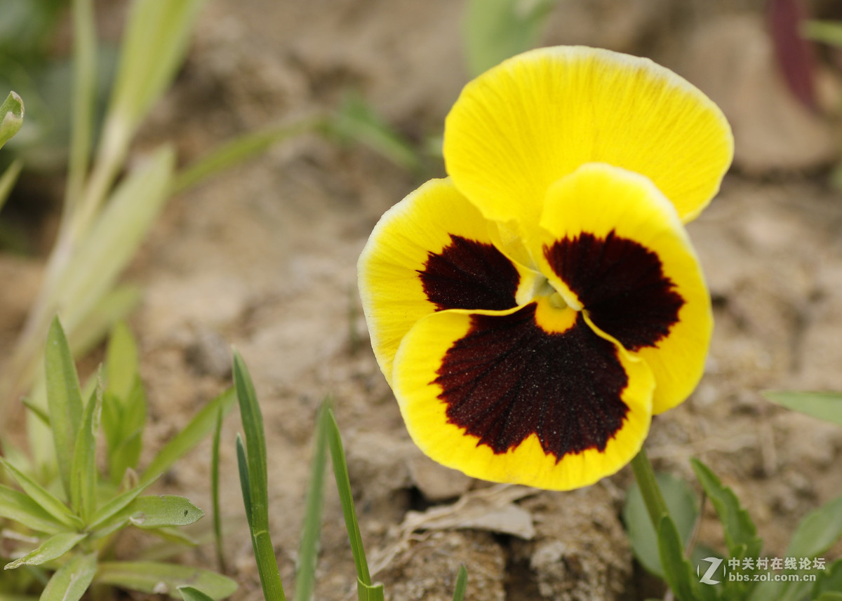 70D_f2春季微距小花