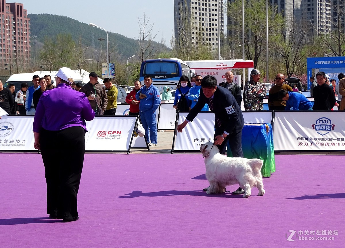 【马术开营仪式】和【名犬中国冠军展】