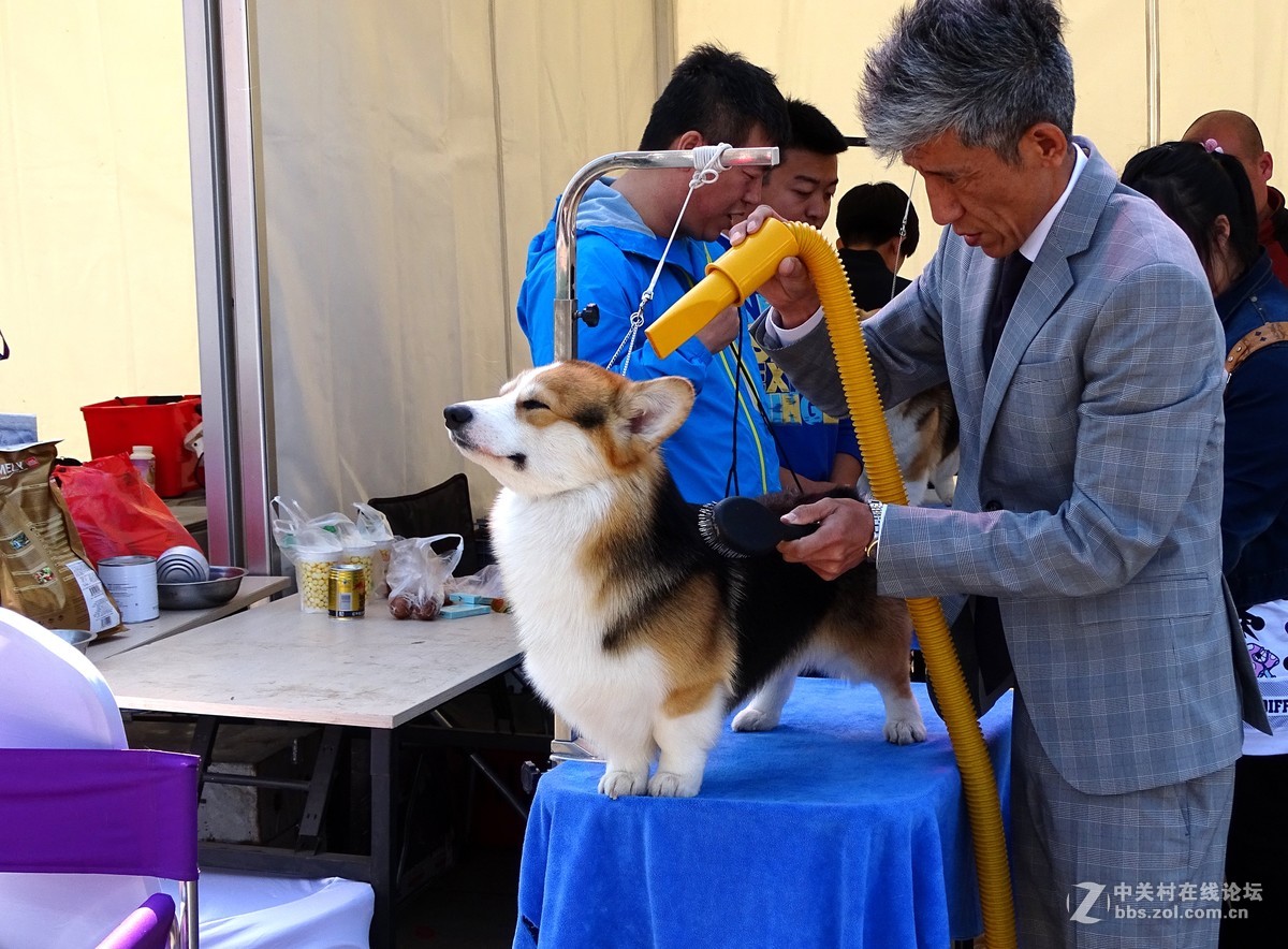 【马术开营仪式】和【名犬中国冠军展】