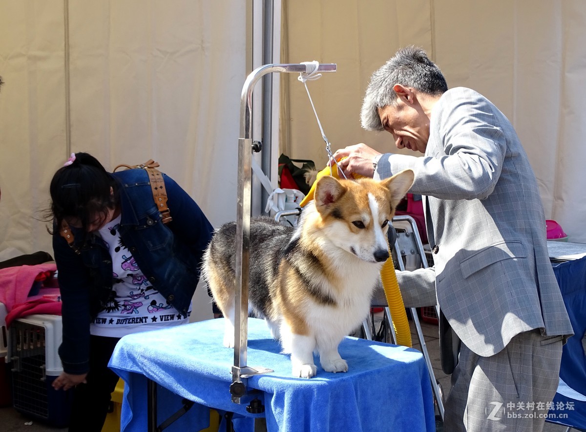 【马术开营仪式】和【名犬中国冠军展】