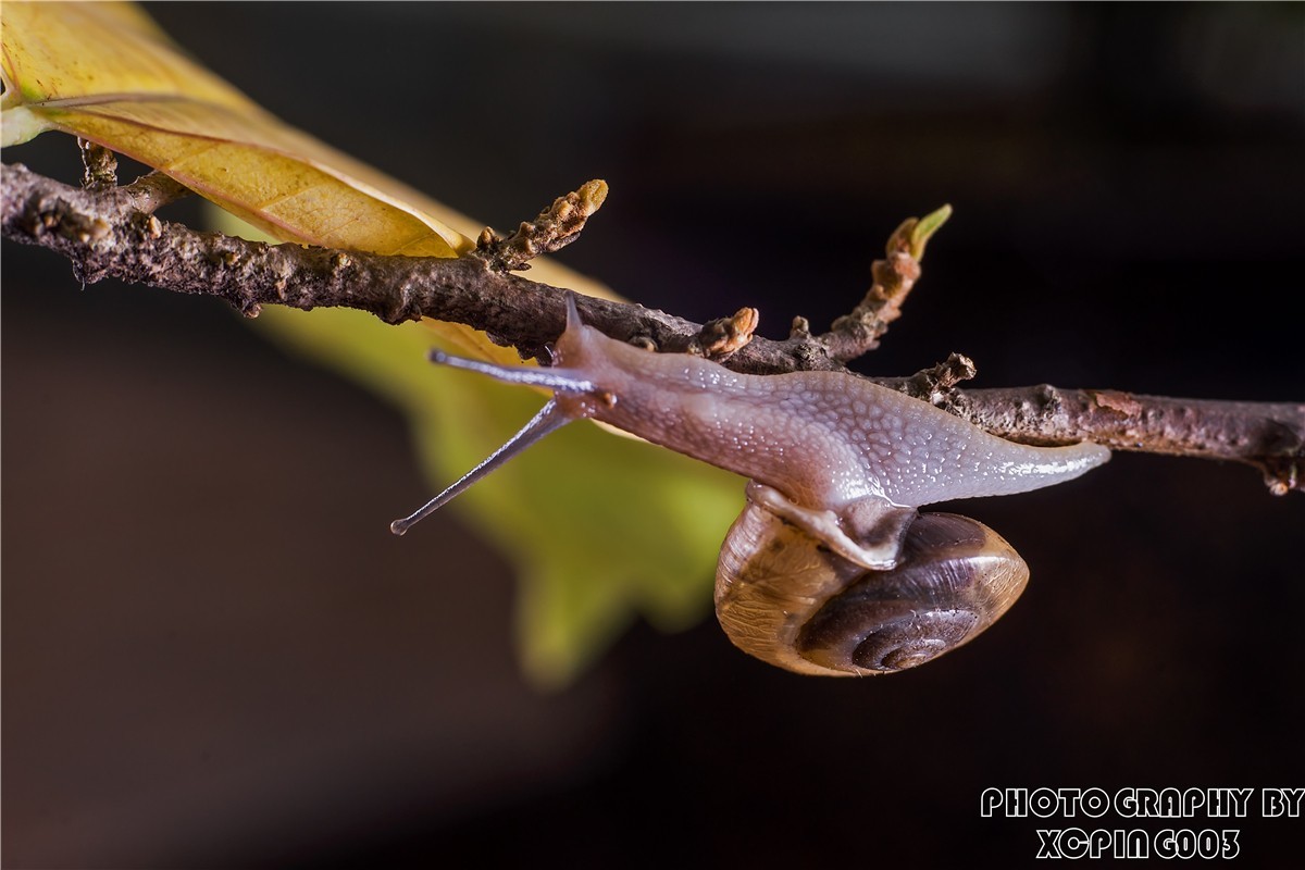 微距镜头下---蜗牛