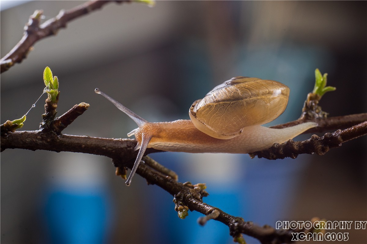 微距镜头下---蜗牛