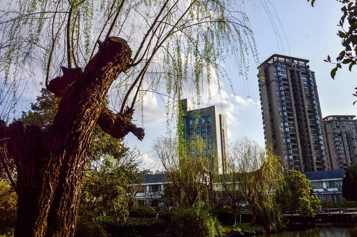 春风杨柳万千条