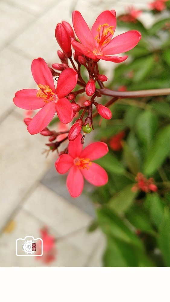 #版主坐堂# 《手机摄影星空(中国)》2018年5月优秀作品选编