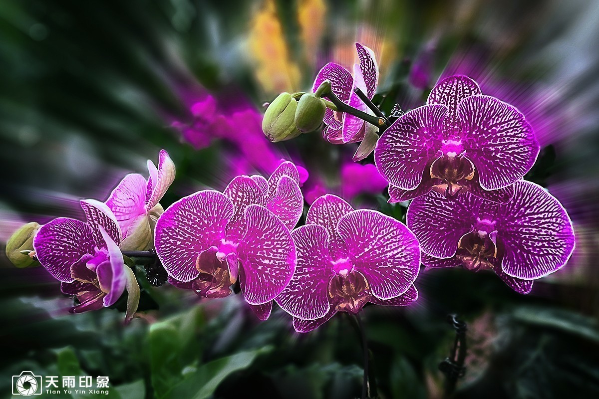 #版主坐堂# 《手机摄影星空(中国)》2018年5月优秀作品选编